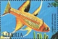 Pacific Blue-Eye (Pseudomugil signifer)