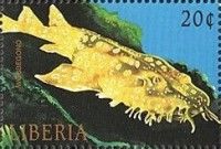 Wobbegong Orectolobus sp.