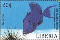 Blue-Striped Triggerfish (Pseudobalistes fuscus)