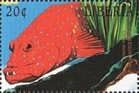 Harlequin Fish (Othos dentex)