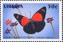 Texa Eighty-Eight (Callicore texa ssp. maimuna)