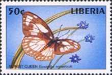 Forest Queen (Euxanthe wakefieldii)