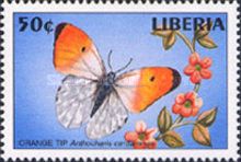 Orange Tip (Anthocaris cardamines)