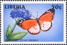 African Monarch (Danaus chrysippus)