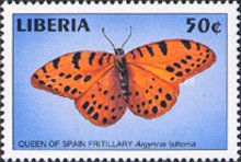 Queen of Spain Fritillary (Issoria lathonia)