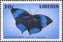 Common Saturn (Zeuxidia amethystus)