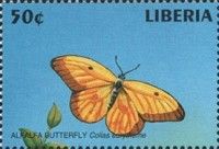 Orange Sulphur (Colias eurytherne)