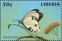 African Swallowtail (Papilio dardanus)