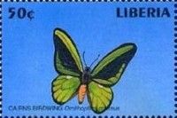 Common Green Birdwing (Ornithoptera priamus)