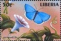 Adonis Blue (Lysandra bellargus)