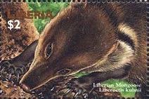 Liberian Mongoose (Liberiictis kuhni)