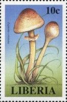 Lepiota cristata