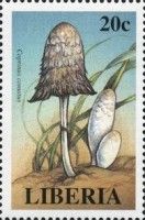 Coprinus comatus