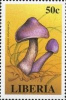 Cortinarius violasceus