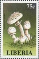 Amanita cothurnata