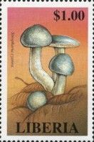 Stropharia cyanea