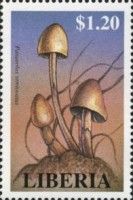 Panaeolus semiovatus
