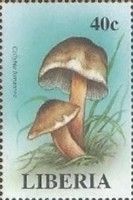 Collybia butyracea