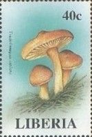 Tricholomopsis rutilans