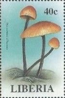 Marasmius alliaceus
