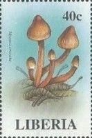Mycena crocata