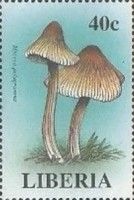 Mycena polygramma