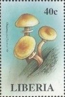 Oudemansiella mucida