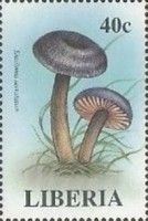 Entoloma serratum