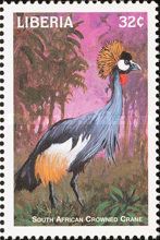 Grey Crowned Crane (Balearica regulorum)