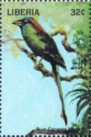 Blue-Crowned Motmot (Momotus coeruliceps)