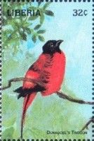 Duvaucel's Trogon (Harpactes duvaucelii)
