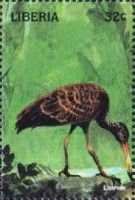 Limpkin (Aramus guarauna)
