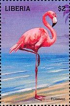 American Flamingo (Phoenicopterus ruber)