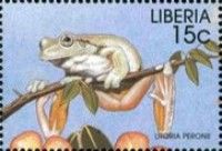 Peron's Tree Frog (Litoria peronii)