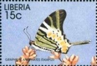 Five-Bar Swordtail (Graphium antiphates ssp. itamputi)