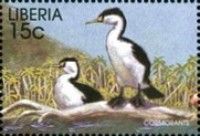 Pied Cormorant (Phalacrocorax varius)
