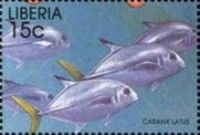 Horse-Eye Jack (Caranx latus)
