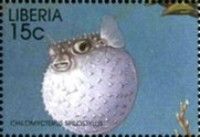 Spotbase Burrfish (Chilomycterus spilostylus)