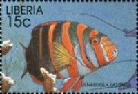 Harlequin Tuskfish (Lienardella fasciatus)