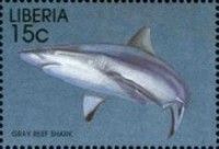Gray Reef Shark (Carcharhinus amblyrhynchos)