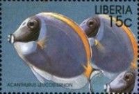Powderblue Surgeonfish (Acanthurus leucosternon)