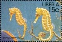 Yellow Seahorse (Hippocampus kuda)