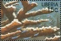 Horn Coral (Eunicella sp.)