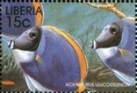 Powderblue Surgeonfish (Acanthurus leucosternon)