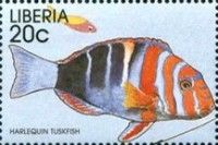 Harlequin Tuskfish (Lienardella fasciatus)