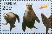 California Sea Lion (Zalophus californianus)
