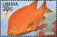 Garibaldi Damselfish (Hypsypops rubicundus) 