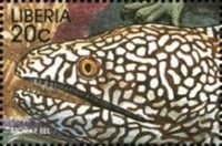 Moray Eel (Echidna sp.)