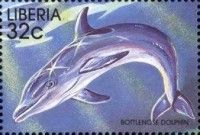 Common Bottlenose Dolphin (Tursiops truncatus)