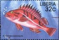 Harlequin Rockfish (Pagellus erythrinus)
